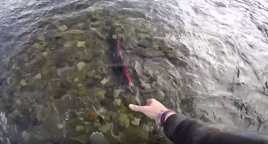 sockeye salmon