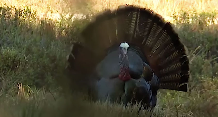 osceola turkey
