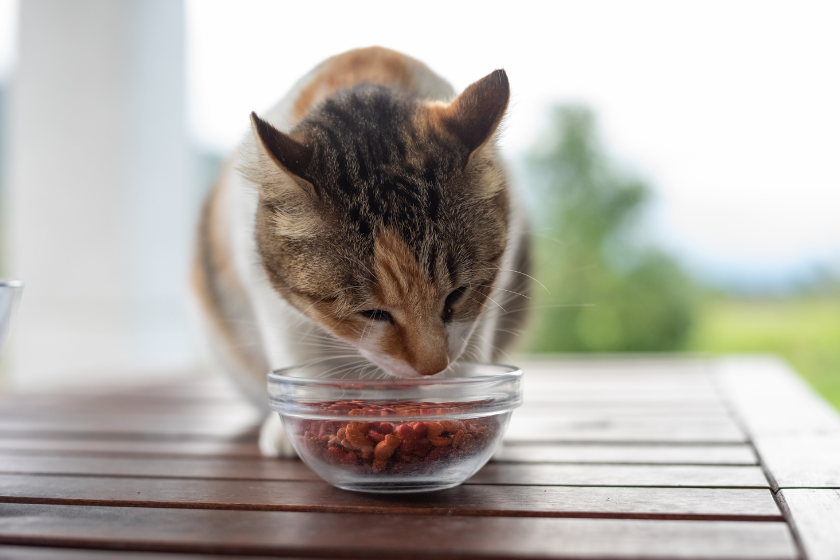 cat eating cat food