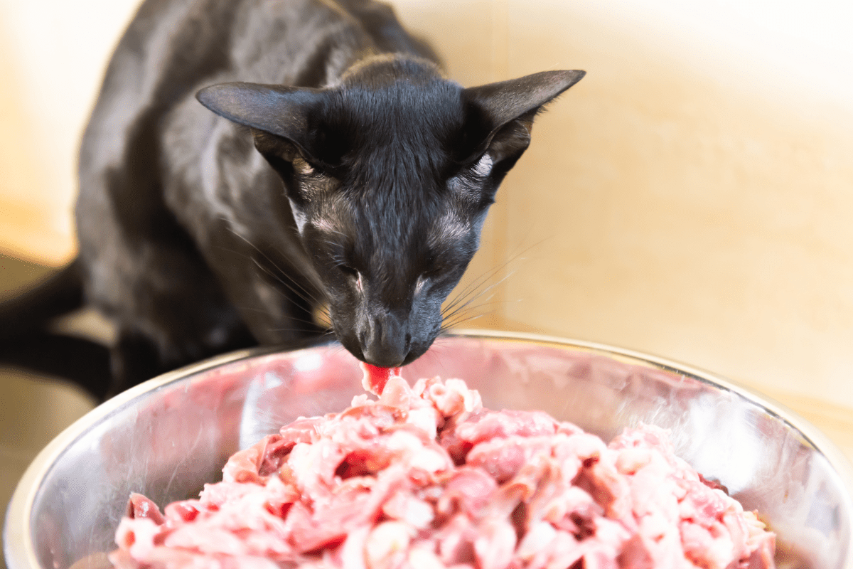 Raw Food Diets for Cats 5 Health Benefits for Picky Felines
