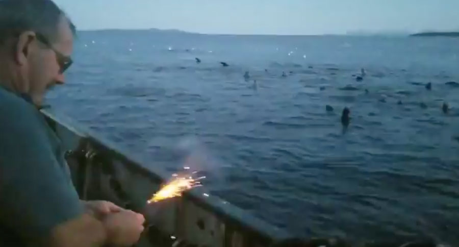 throws dynamite at seal