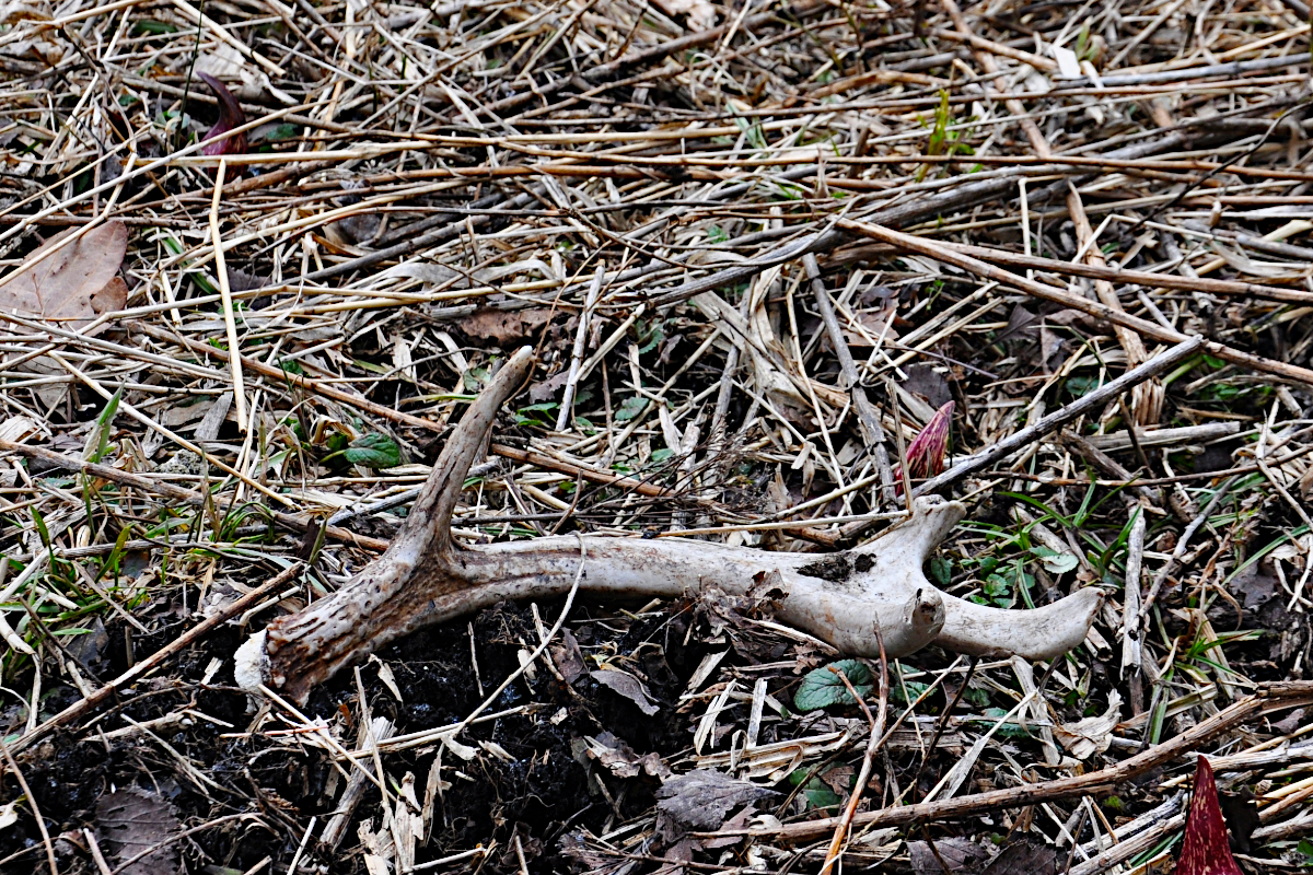 shed hunting tips