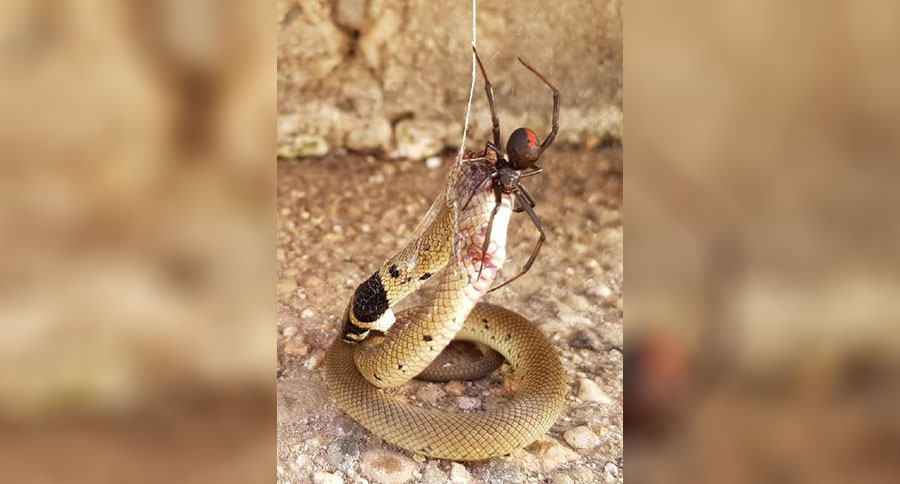 spider eats snake