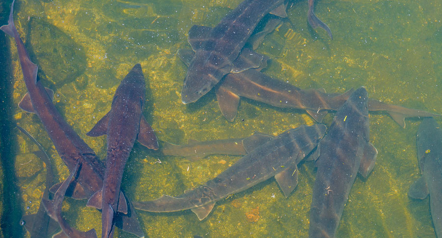 sturgeon fishing