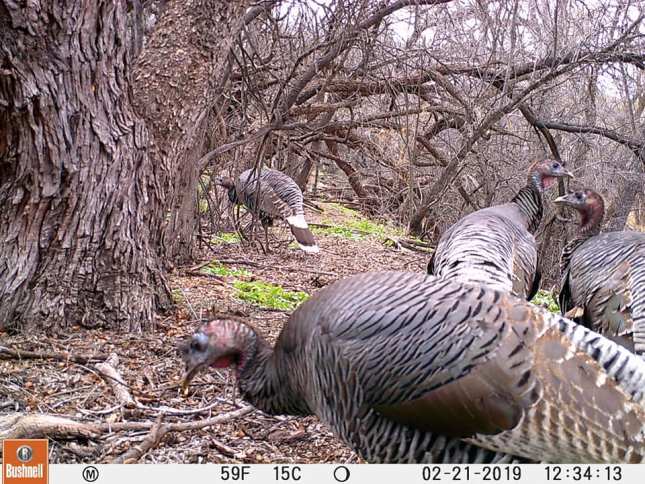 Missouri turkey hunting