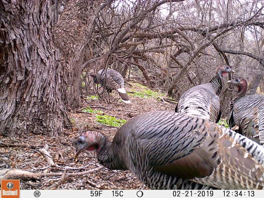 MDC Predicts a Down Year for Spring Turkey Hunting Wide Open Spaces