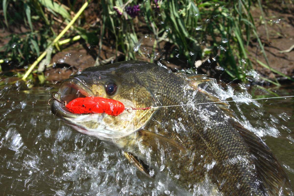 World Record Smallmouth Bass