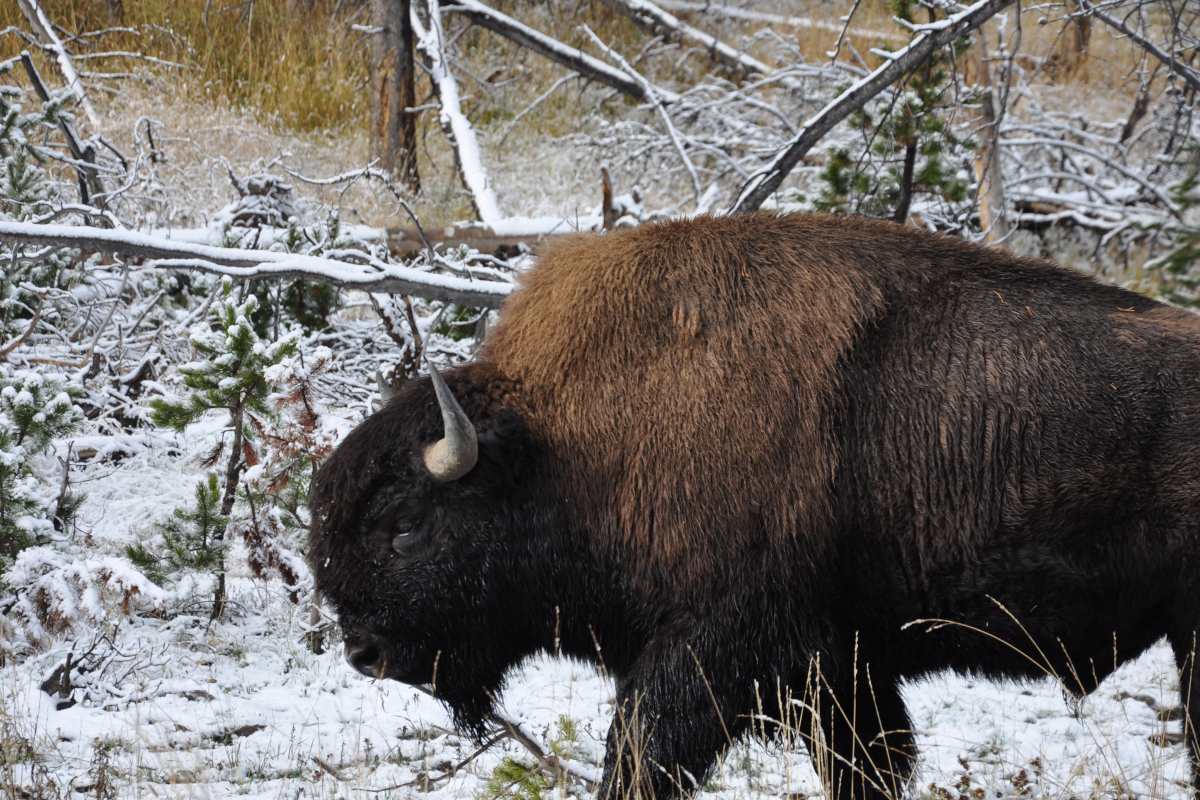 Yellowstone