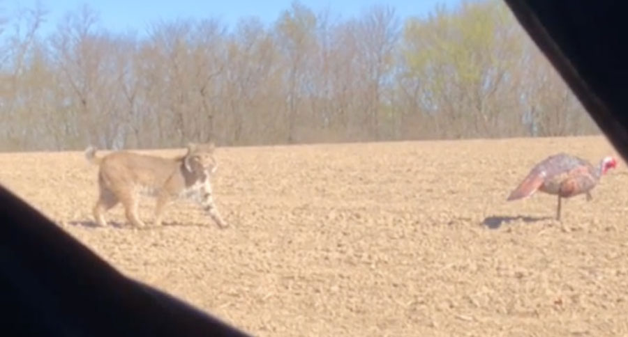 hunter sees bobcat