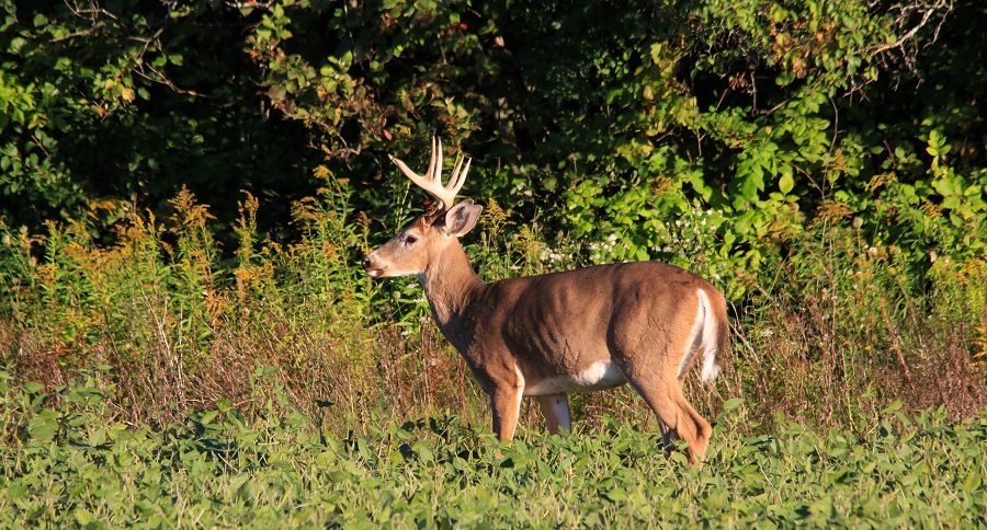Vermont Deer Hunting