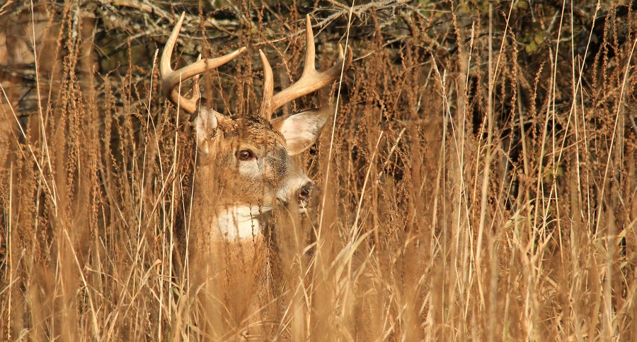 North Dakota Deer