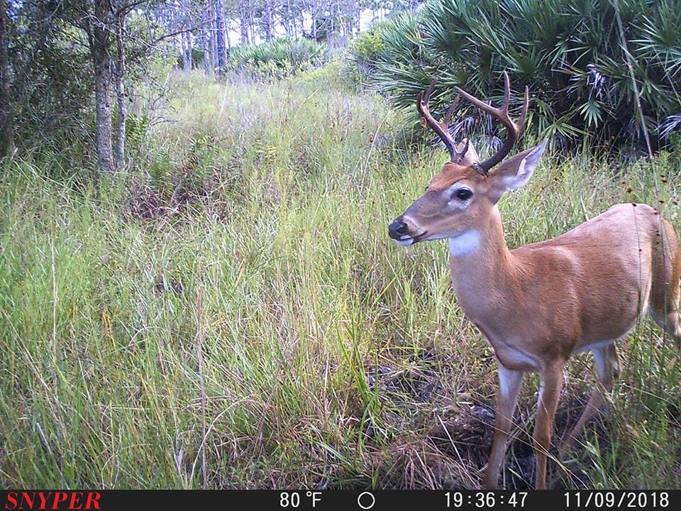 Trail Cam Tuesday