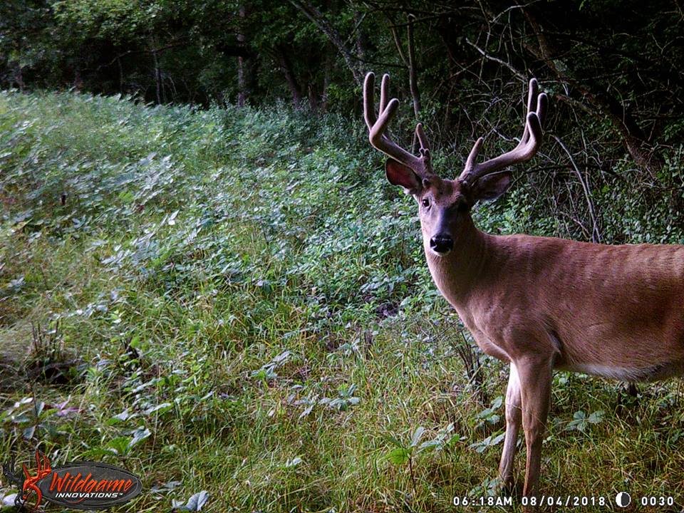 Trail Cam Tuesday