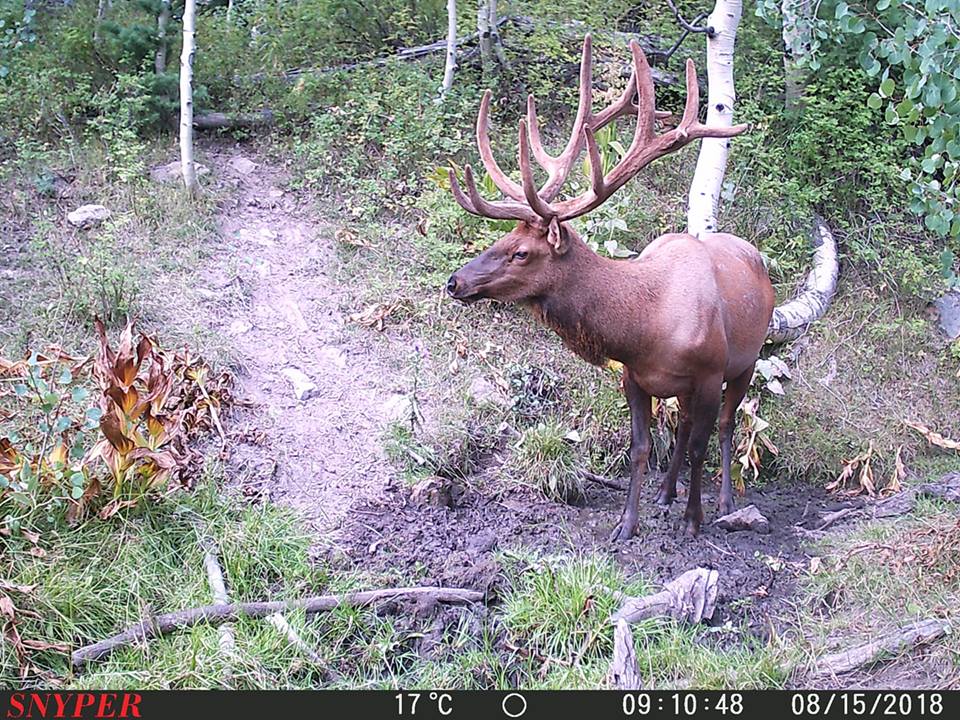 Trail Cam Tuesday