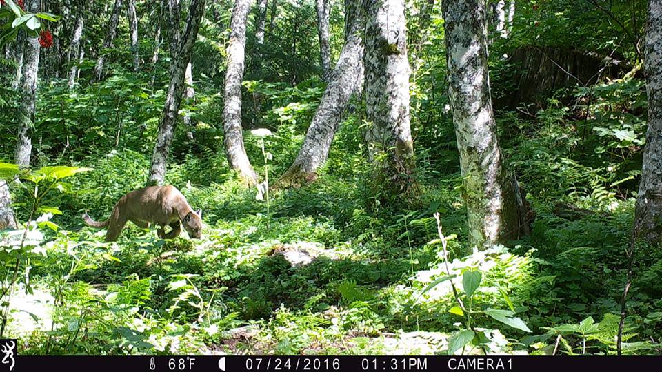 Trail Cam Tuesday