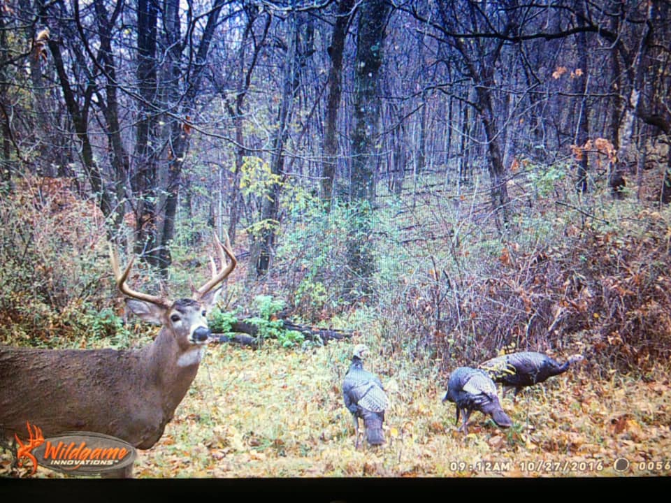 Trail Cam Tuesday