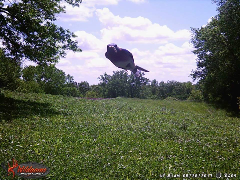 Trail Cam Tuesday