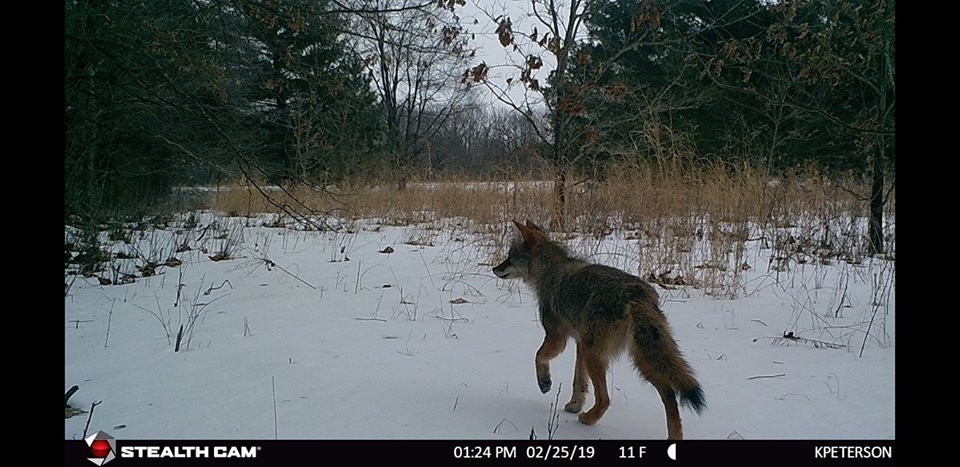 Trail Cam Tuesday