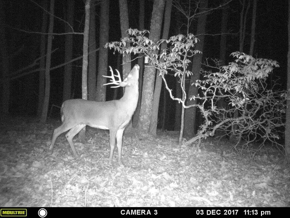 Trail Cam Tuesday