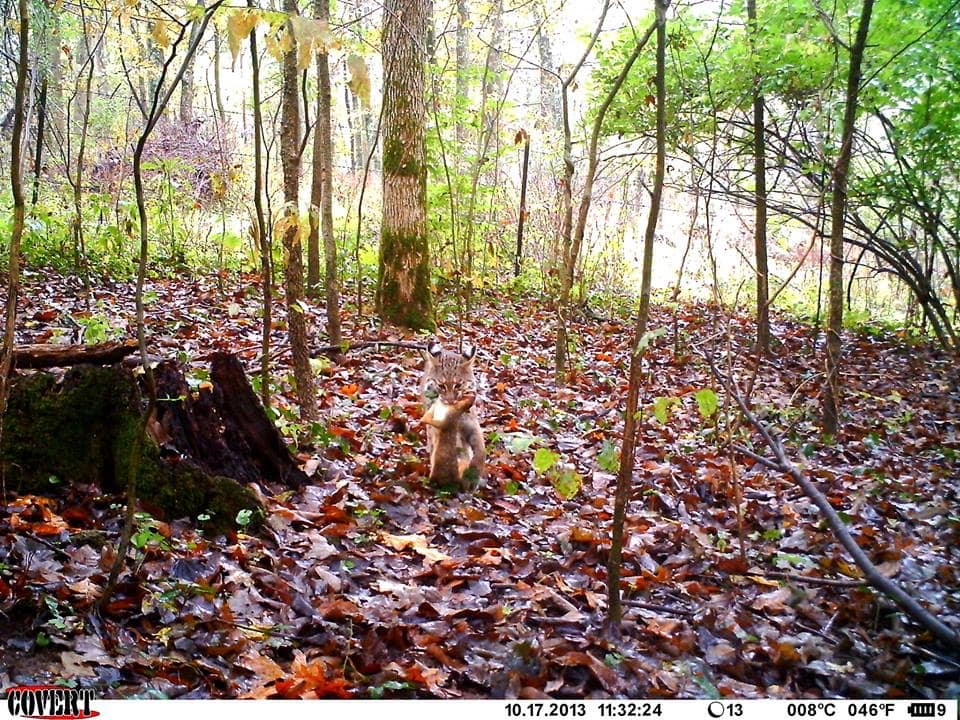 Trail Cam Tuesday