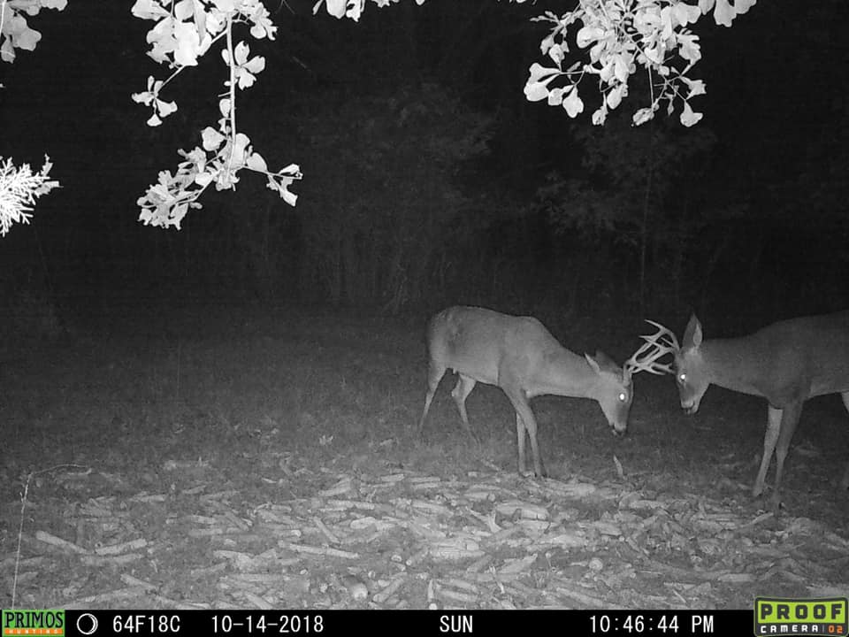 Trail Cam Tuesday