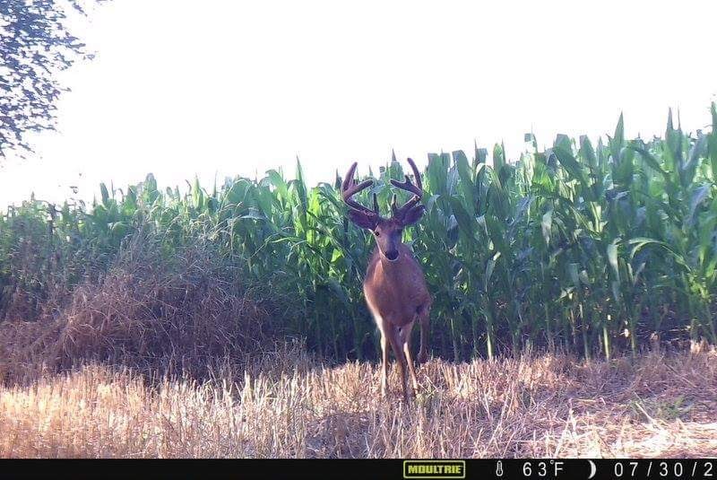 Trail Cam Tuesday