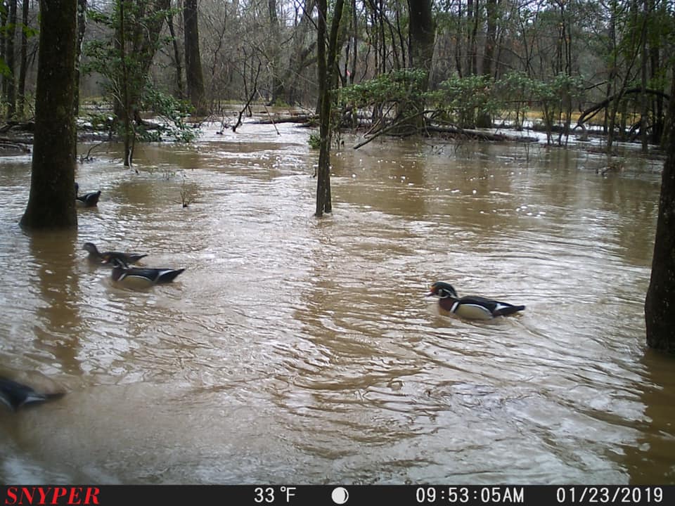 Trail Cam Tuesday