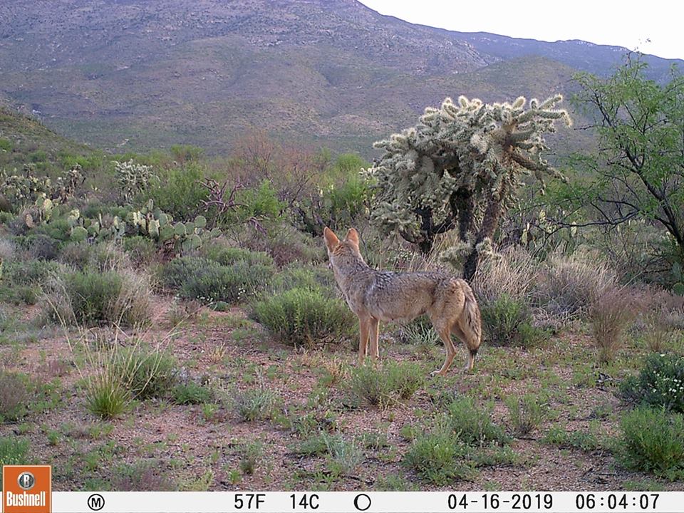 Trail Cam Tuesday