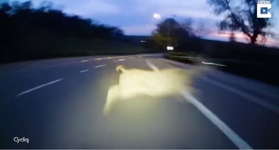 deer and bike