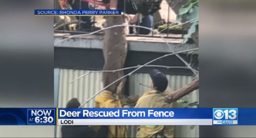 Dangling Deer