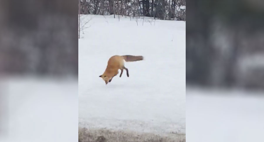 fox dives in snow