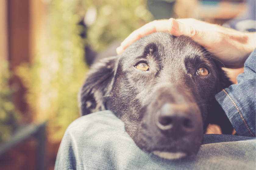 Head Pressing in Dogs Symptoms and Warning Signs