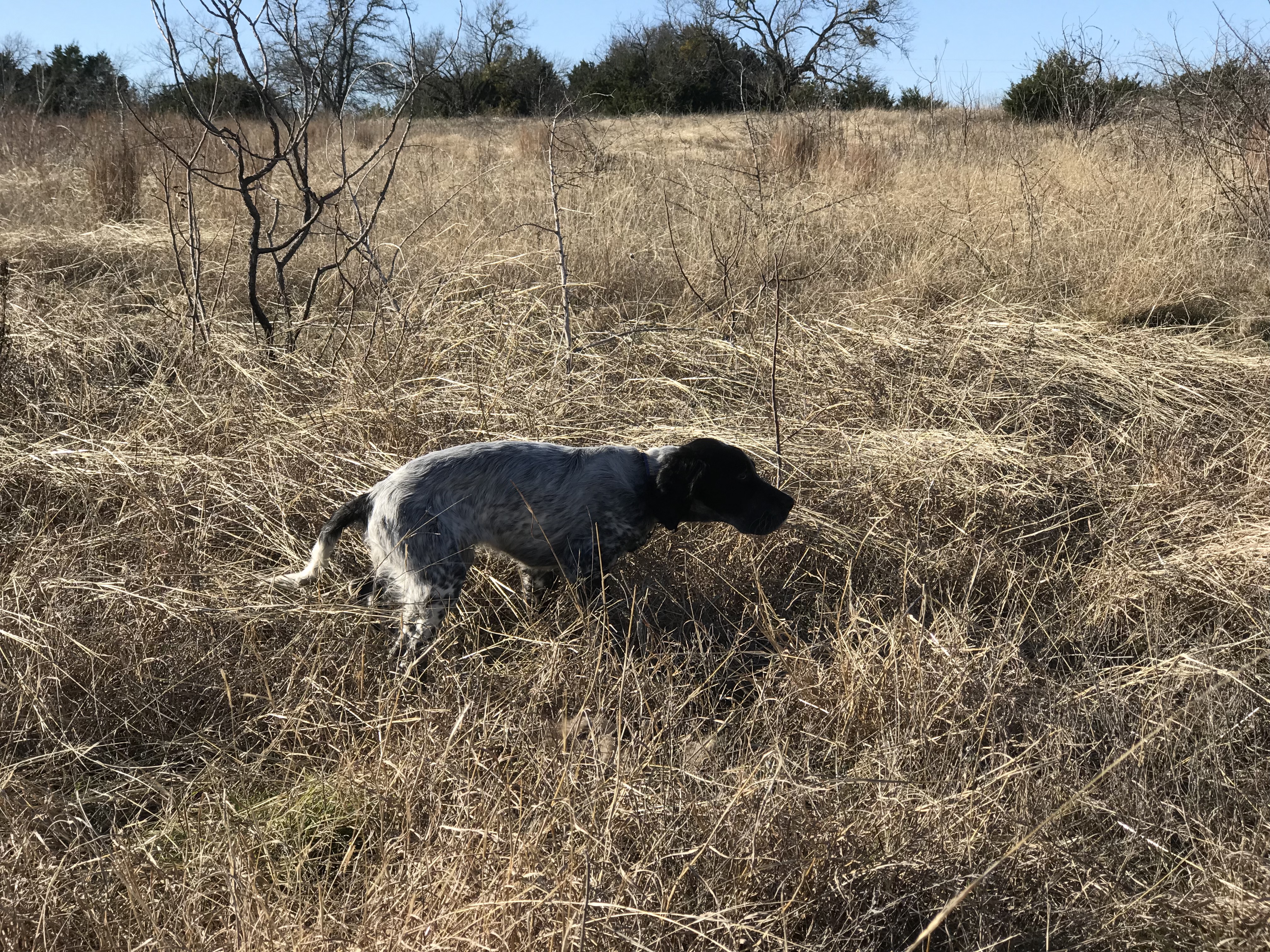 getting a hunting puppy