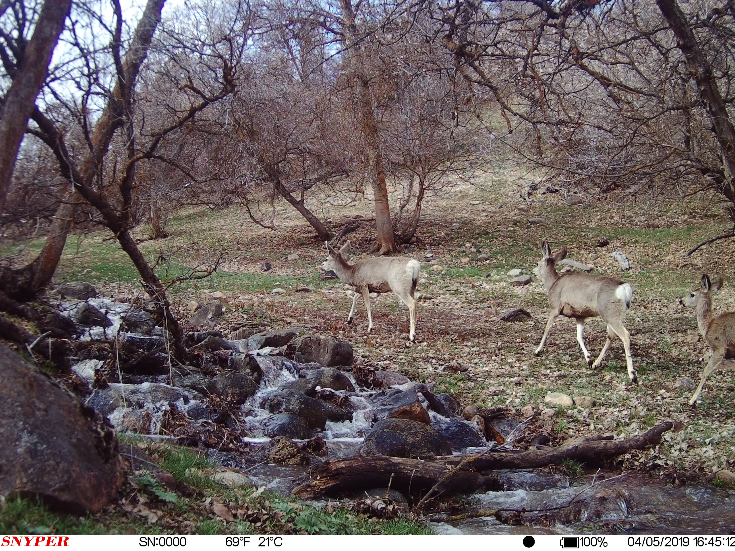 Trail Cam Tuesday