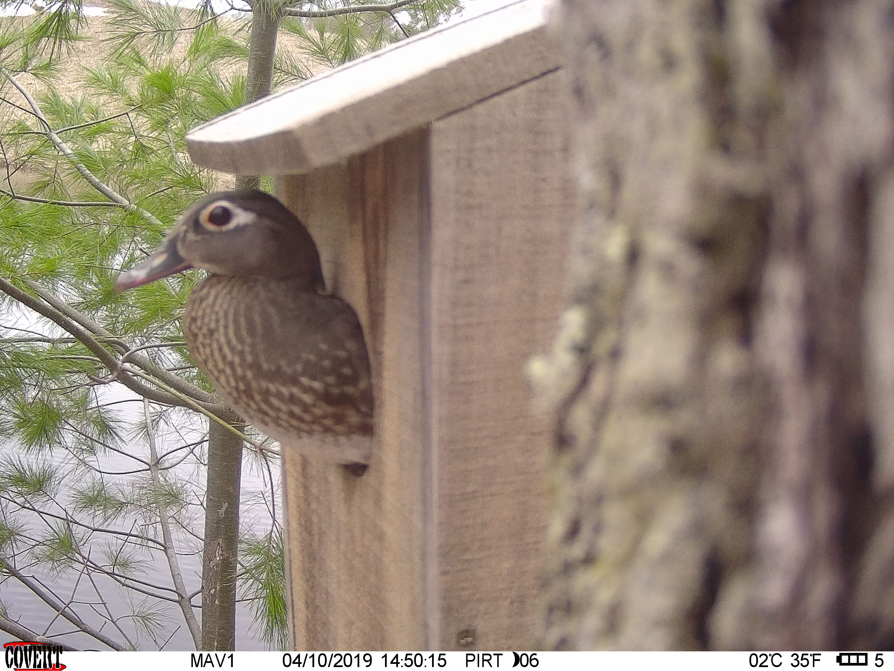 Trail Cam Tuesday