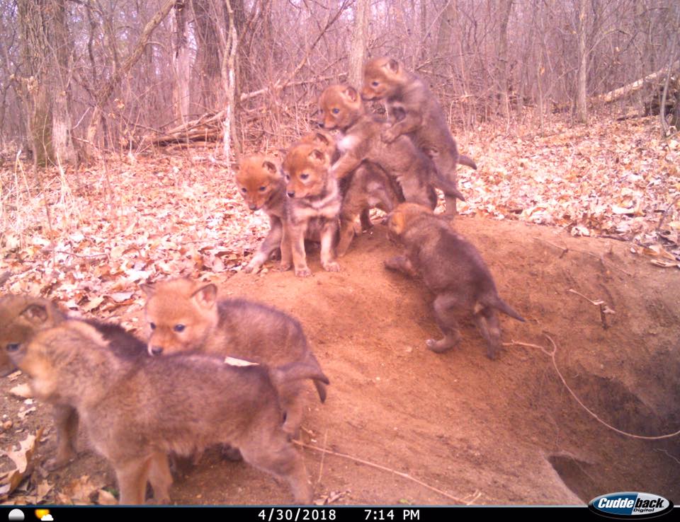 Trail Cam Tuesday