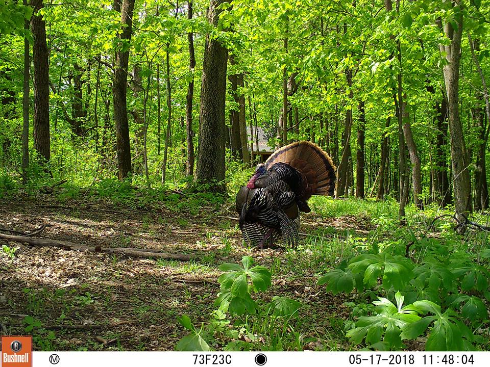 Trail Cam Tuesday