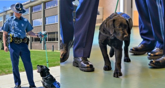Massachusetts State Police Therapy Dog 'Luna' Will Help with PTSD