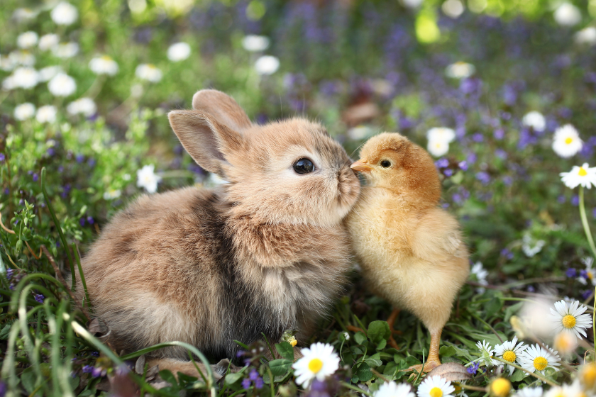 rabbit and chick discussing origins of easter