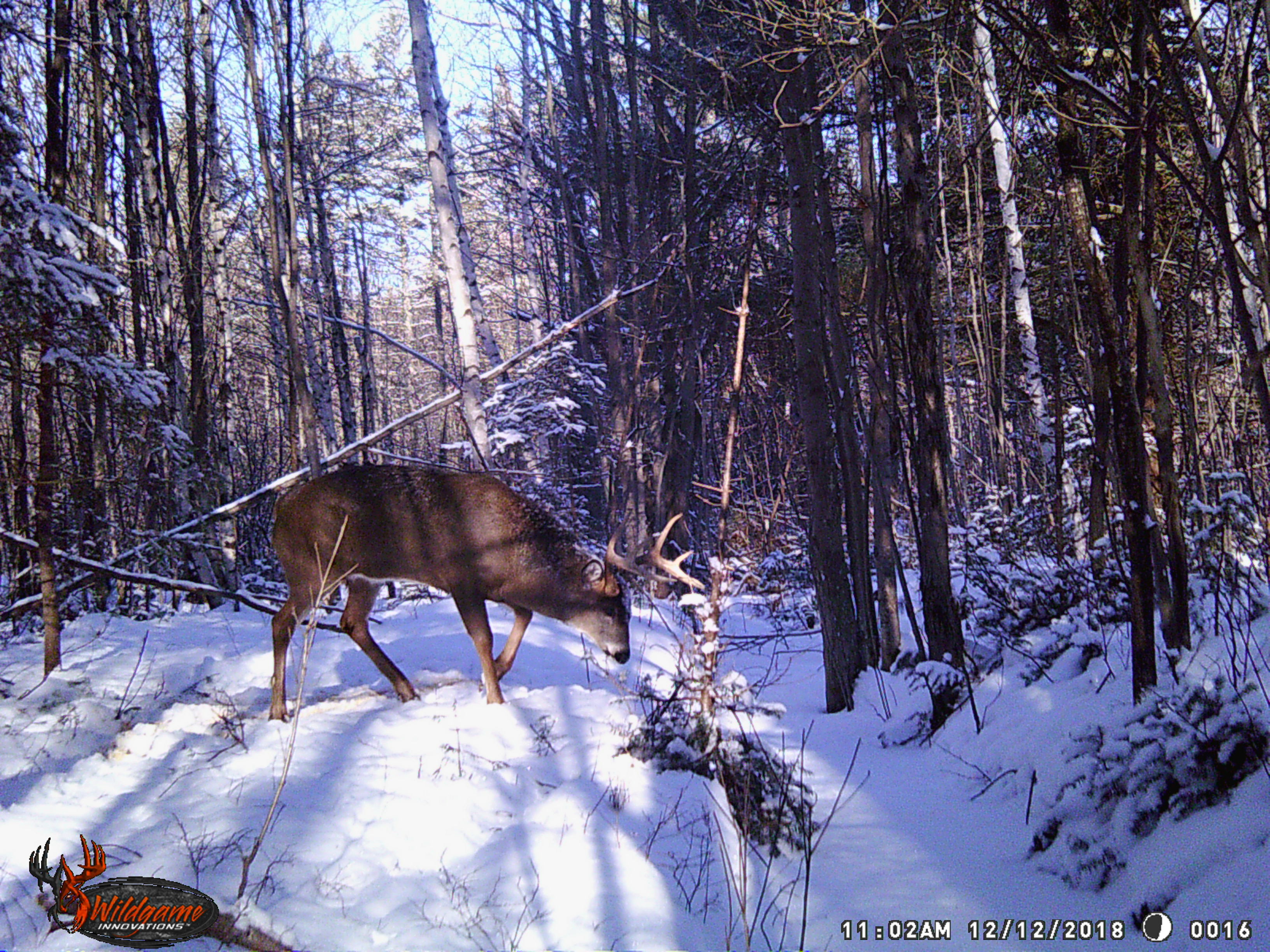 Trail Cam Tuesday