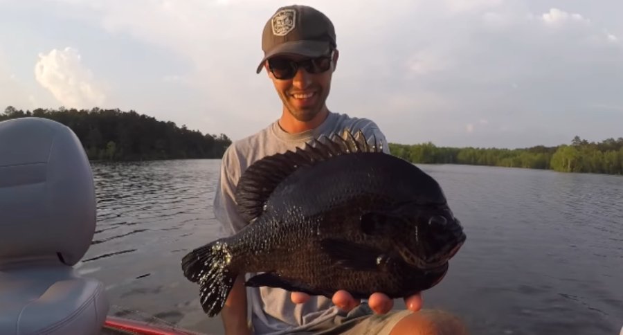 World Record Bluegill