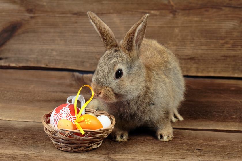 rabbit sits next to egg basket