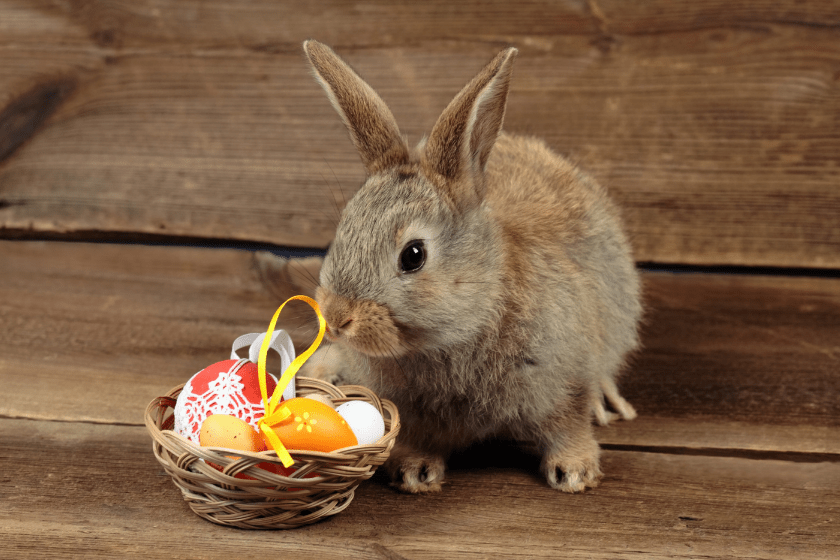 rabbit sits next to egg basket