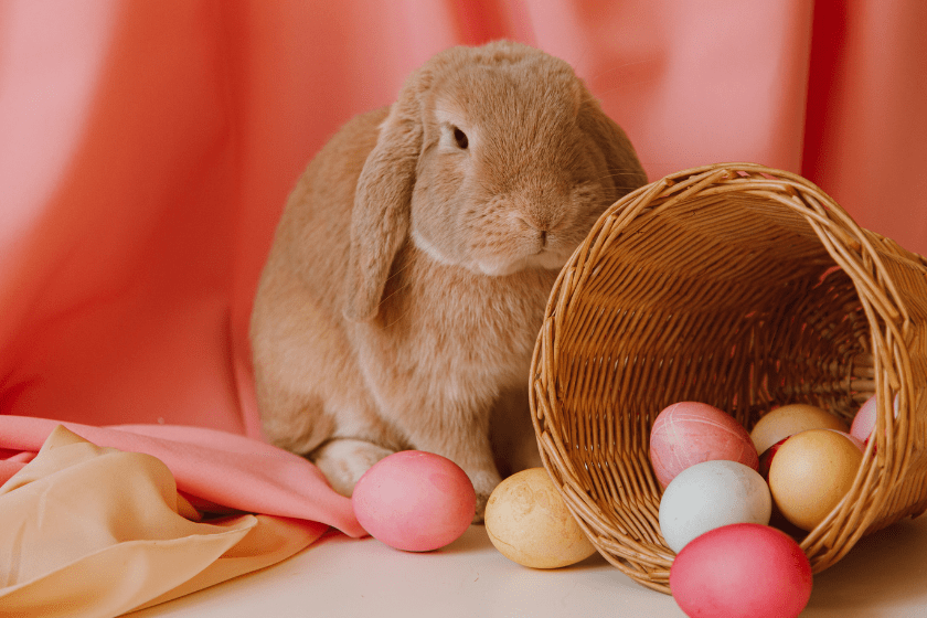 rabbit with egg basket