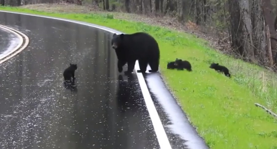 Great Smoky Mountain Bears