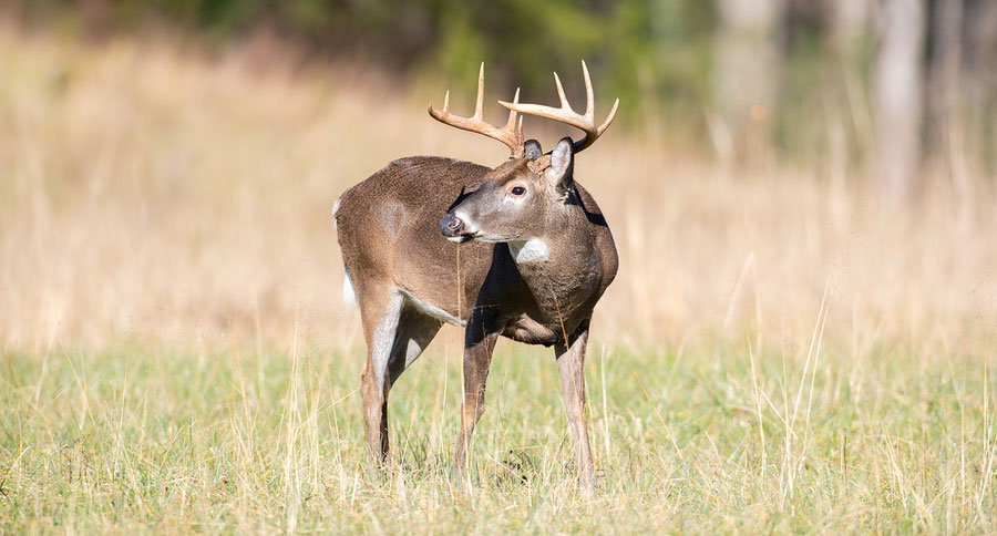 Whitetail Report