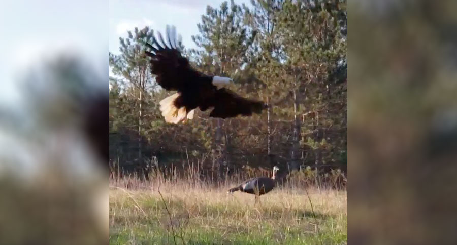 bald eagle attacks turkey decoy