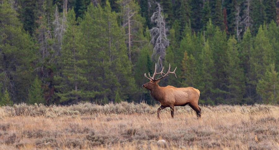 kentucky elk to wisconsin