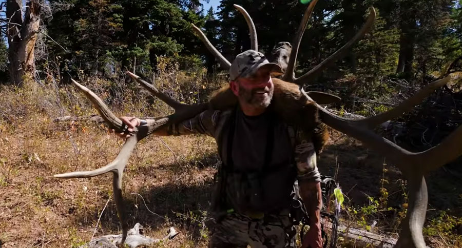 bull elk