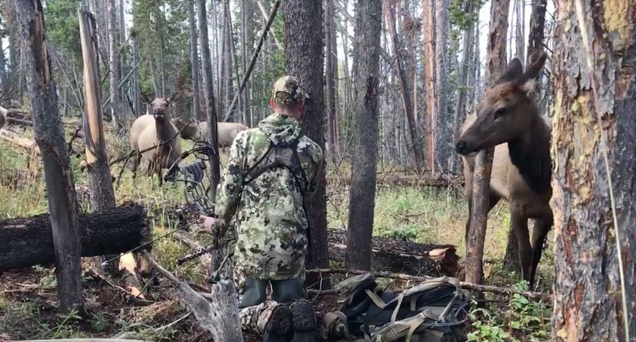 elk getting close